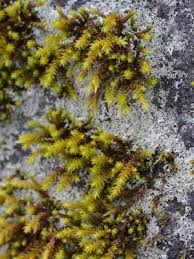 Attēlu rezultāti vaicājumam “Hedwigia ciliata”