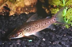 Attēlu rezultāti vaicājumam “Dianema nivale macro”