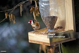 Attēlu rezultāti vaicājumam “Carduelis carduelis adult”