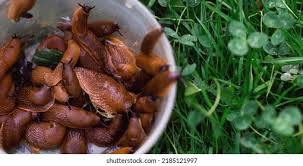 Attēlu rezultāti vaicājumam “Arion lusitanicus adult”