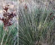 Attēlu rezultāti vaicājumam “Juncus capitatus fruit”