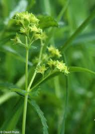Attēlu rezultāti vaicājumam “Alchemilla subcrenata  flower”