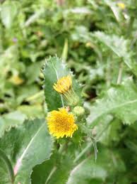 Attēlu rezultāti vaicājumam “Sonchus asper flower”