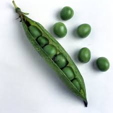 Attēlu rezultāti vaicājumam “Pisum sativum fruit”