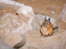 Image result for viscacha
