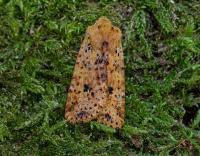 Attēlu rezultāti vaicājumam “Conistra rubiginea”