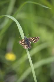 Attēlu rezultāti vaicājumam “Carterocephalus palaemon upperside”
