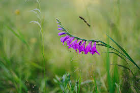 Attēlu rezultāti vaicājumam “Gladiolus imbricatus flower”