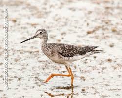 Image result for Tringa melanoleuca