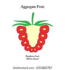 Attēlu rezultāti vaicājumam “Rubus idaeus fruit”