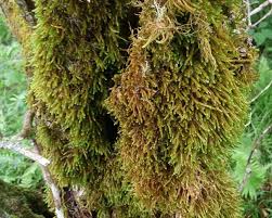 Attēlu rezultāti vaicājumam “Hedwigia ciliata”