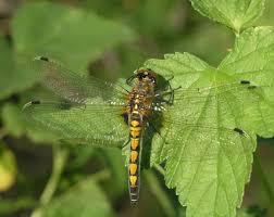 Attēlu rezultāti vaicājumam “Leucorrhinia pectoralis”