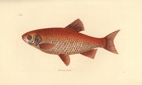 Attēlu rezultāti vaicājumam “Leuciscus idus”