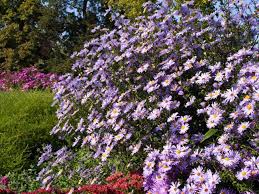 Image result for Aster amellus