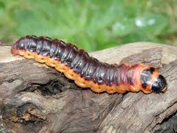 Attēlu rezultāti vaicājumam “Cossus cossus imago”