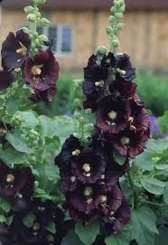 Image result for Alcea rosea nigra