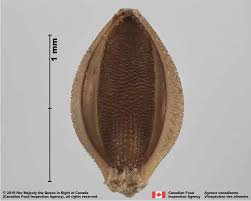 Attēlu rezultāti vaicājumam “Setaria viridis fruit”