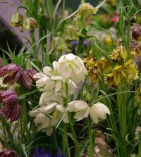 Attēlu rezultāti vaicājumam “Meleagris”