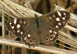 Attēlu rezultāti vaicājumam “Pararge aegeria upperside”