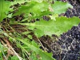 Attēlu rezultāti vaicājumam “Taraxacum officinale aggr. leaf”