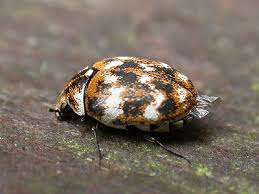 Attēlu rezultāti vaicājumam “Anthrenus verbasci”