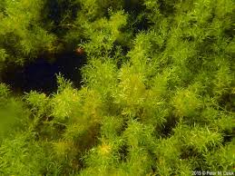 Attēlu rezultāti vaicājumam “Najas flexilis”