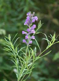 Attēlu rezultāti vaicājumam “Linaria loeselii flower”