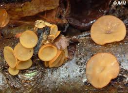 Attēlu rezultāti vaicājumam “Rutstroemia firma”