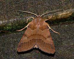 Attēlu rezultāti vaicājumam “Agrochola helvola imago”