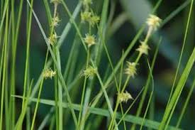 Attēlu rezultāti vaicājumam “Carex digitata bud”