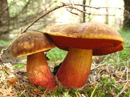 Attēlu rezultāti vaicājumam “Sutorius luridiformis”