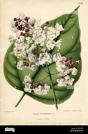 Attēlu rezultāti vaicājumam “Catalpa ovata flower”
