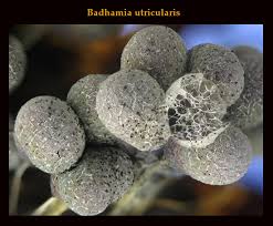 Attēlu rezultāti vaicājumam “Badhamia melanospora macro”