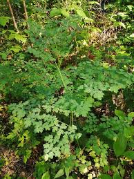 Attēlu rezultāti vaicājumam “Thalictrum minus leaf”