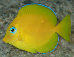 Image result for Acanthurus coeruleus
