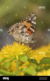 Attēlu rezultāti vaicājumam “Lycogala asperum macro”