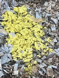 Attēlu rezultāti vaicājumam “Fuligo septica var. rosea young”