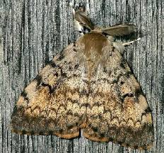 Attēlu rezultāti vaicājumam “Lymantria dispar”