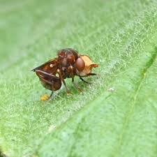Attēlu rezultāti vaicājumam “Schoenus ferrugineus fruit”
