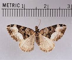 Attēlu rezultāti vaicājumam “Euphyia unangulata”