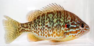 Image result for Lepomis gibbosus