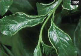 Attēlu rezultāti vaicājumam “Eriophyes padi”