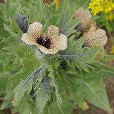 Attēlu rezultāti vaicājumam “Hyoscyamus niger flower”