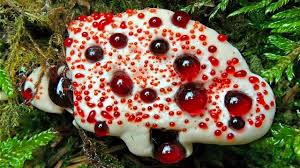 Attēlu rezultāti vaicājumam “Hydnellum ferrugineum”