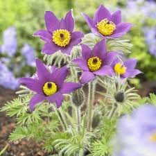 Image result for Kuhschelle