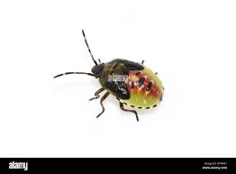 Attēlu rezultāti vaicājumam “Elasmostethus interstinctus nymph”