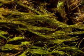 Attēlu rezultāti vaicājumam “Platydictya jungermannioides macro”