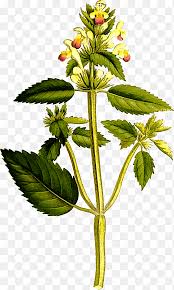 Image result for Galeopsis segetum