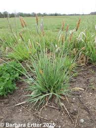 Attēlu rezultāti vaicājumam “Alopecurus pratensis fruit”