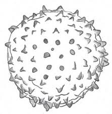 Attēlu rezultāti vaicājumam “Stemonitis pallida stalked”